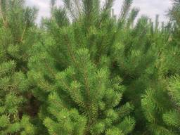 Новогодняя сосна оптом