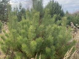 Новорічні ялинки ( сосна )