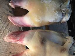 Ножки говяжьи (путовый сустав ). Кость