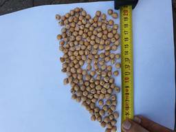 Нут на экспорт