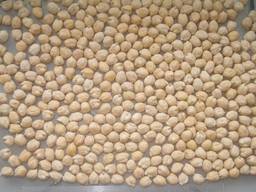 Нут посевмат. Семена нута