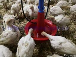 Оборудование для птичников