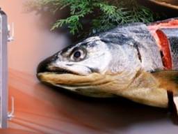 AGK (Німеччина) - обладнання для транспортування та переробки риби