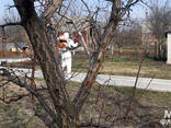 Обробка саду від захворювань та шкідників Харків - фото 3