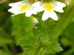 Очанка лекарственная (Euphrasia officinalis)