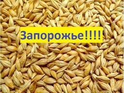 Куплю Ячмень Запорожье Украина