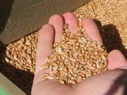 Очищення зерна та маляничних культур від забрудненя амброзії та шкидників