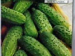 Огірок Аладін F1 5г