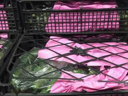 Огурец свежий