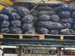 Огірки ґрунтові