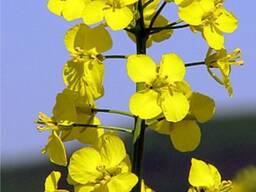 Олія ріпакова