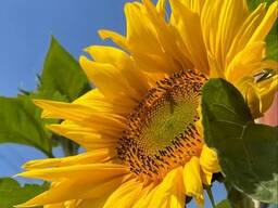 Олiя соняшникова