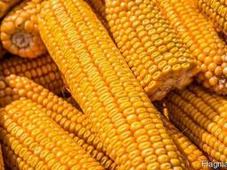 Куплю Кукурузу Луцк Украина