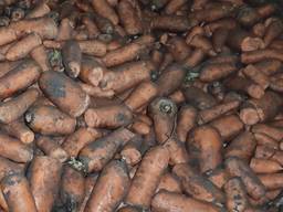 Оптом продам морковь некондицию