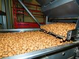Walnuts - фото 1