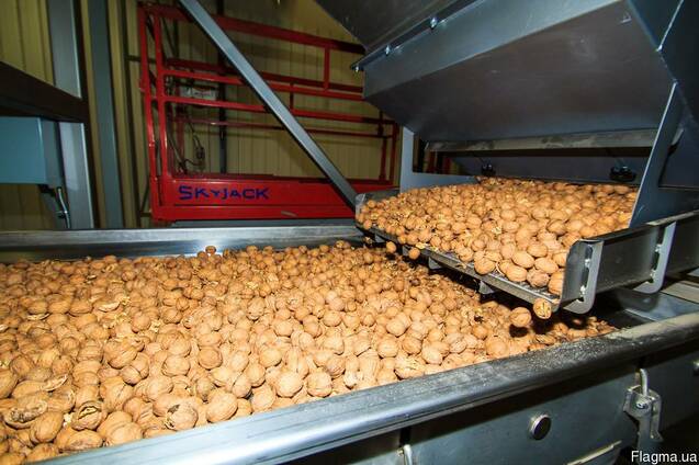 Walnuts