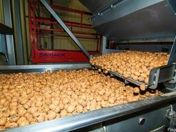 Walnuts
