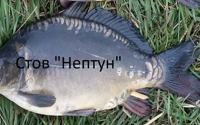 Осеннее зарыбление