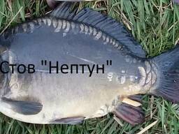 Осеннее зарыбление