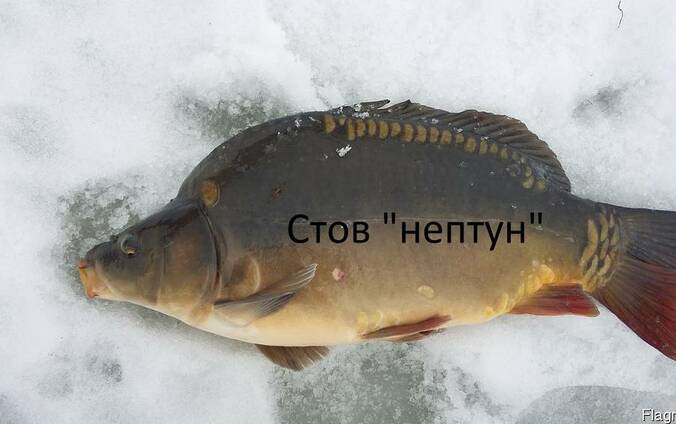 Осенний зарыбок мальком Коропа и других видов рыб