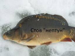 Весенний зарыбок мальком Коропа и других видов рыб