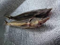 Осетр рыба тушка 1-2 кг