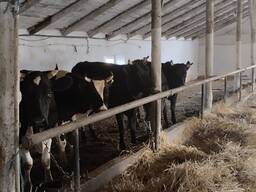 Від господаря. Без комісії. Продам тваринницький комплекс.