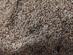 Отходы просо