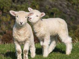 Овца карликовая Уэссан, декоративная козочка малыш, коза породы Уэссан