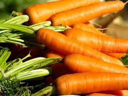Овощи / Экспорт из Польши / Морковь