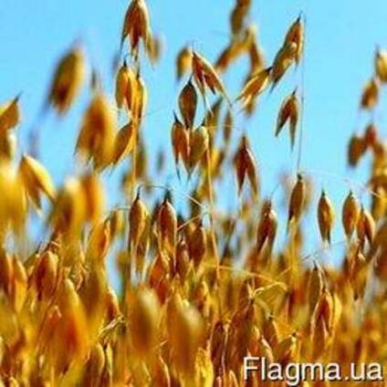Овёс Мустанг Элита