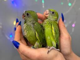 Ожерелки, ожерелові папуги