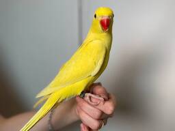 Ожереловий папуга, намистовий папужка, окільцовані крамери