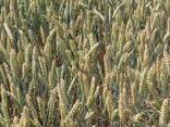 Озима пшениця Банкір - фото 1
