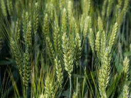 Озима пшениця Колоніа