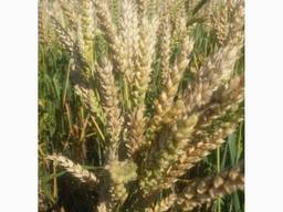 Озима пшениця ОМАХА 1р (двур)