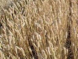 Озимая пшеница Лиль, Орлеан, КАН, Брион