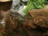 Пантеровый хамелеон (Furcifer Pardalis). - фото 1