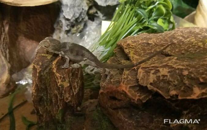 Пантеровый хамелеон (Furcifer Pardalis).