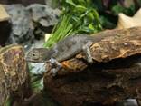Пантеровый хамелеон (Furcifer Pardalis). - фото 2
