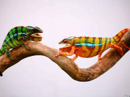 Пантеровый хамелеон (Furcifer pardalis)
