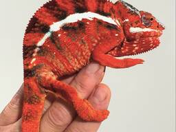 Пантеровый хамелеон - самцы маленькие и подростки