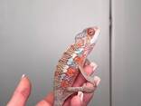 Пантеровый хамелеон, яркие самцы и самки для дома, ручные - фото 1