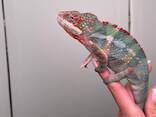 Пантеровый хамелеон, яркие самцы и самки для дома, ручные - фото 2