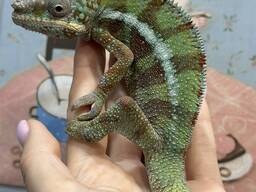 Пантеровый хамелеон окрашенные самцы и самки , террариумы в наличии