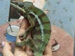 Пантеровый хамелеон окрашенные самцы и самки , террариумы в наличии - фото 2