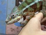 Пантеровый хамелеон окрашенные самцы и самки , террариумы в наличии - фото 3