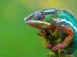 Пантеровый или пантерный хамелеон (Furcifer pardalis) - фото 1