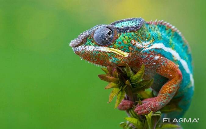 Пантеровый или пантерный хамелеон (Furcifer pardalis)