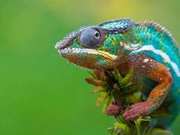 Пантеровый или пантерный хамелеон (Furcifer pardalis)